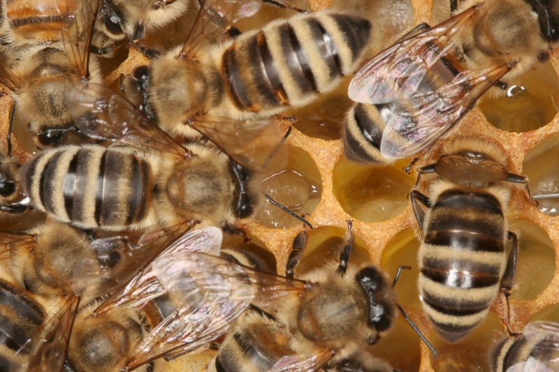 Ammenbienen bei der Arbeit